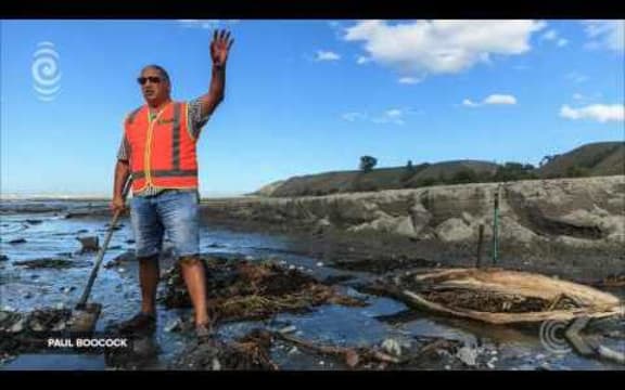 DoC puts up barriers around uncovered 150 yr old whale bones