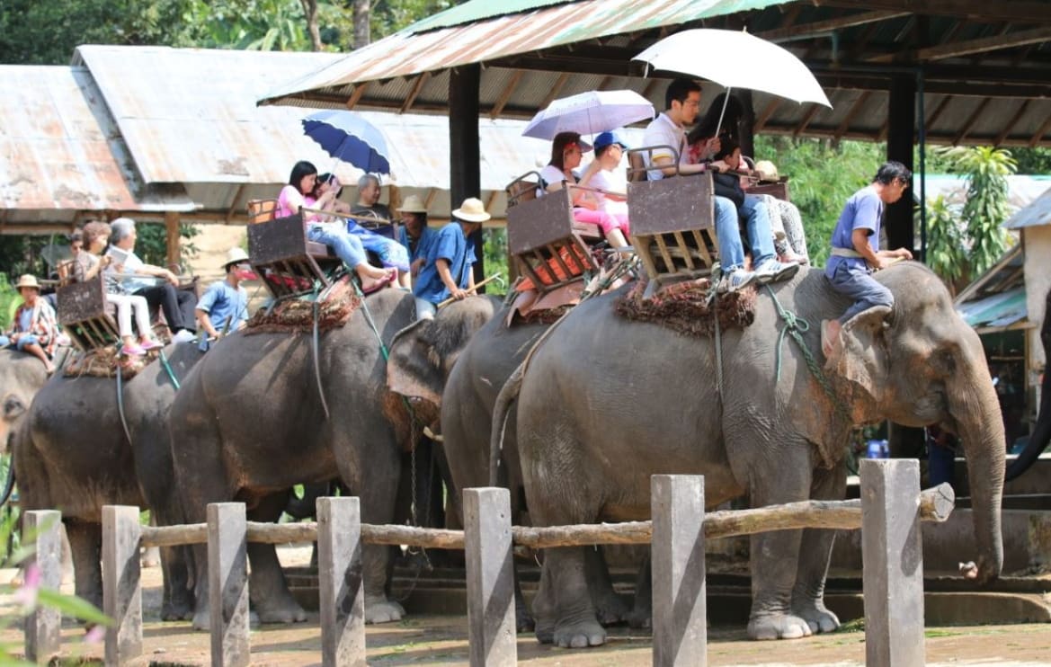 Tourists riding elephants in Thailand. A campaign has been launched to urge tourists to act responsibly on holiday, where local wildlife can be exploited for entertainment.