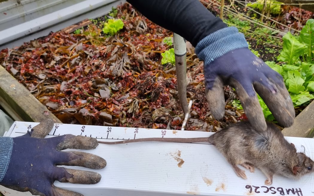 Measuring the length of a rat caught (one of the award categories was the biggest rat.