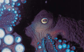The New Zealand octopus