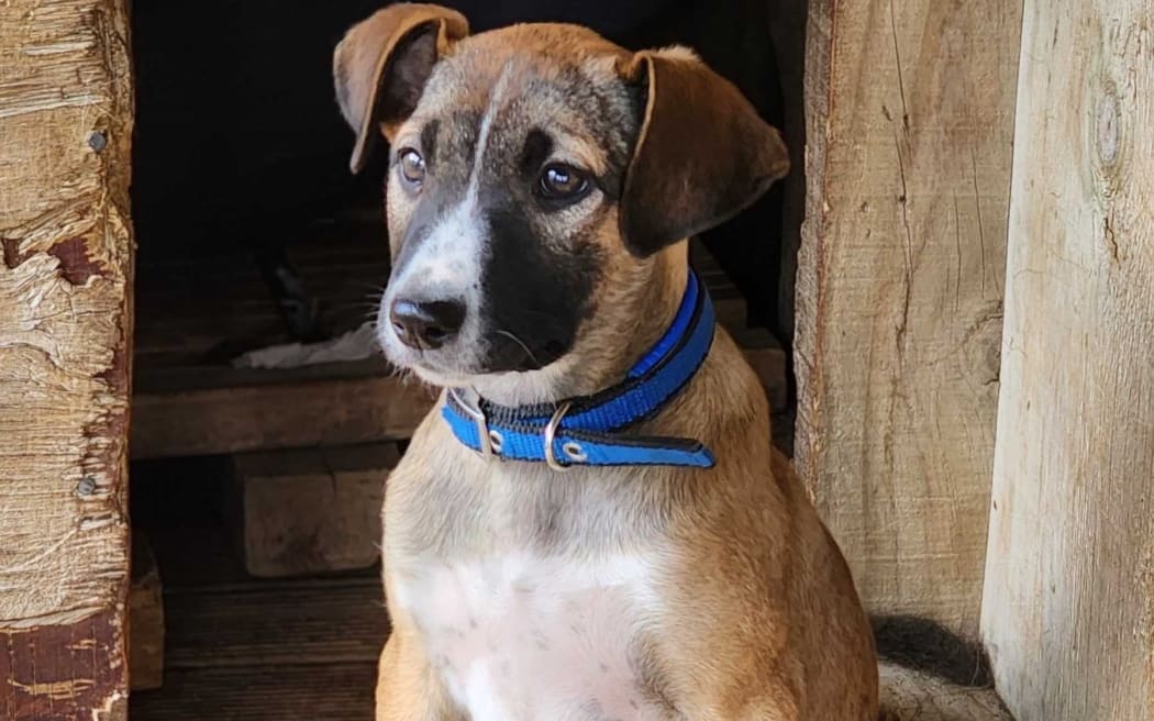 Smudge: Ready for a home.