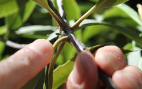 A fledgling mistletoe, germinated at the Christchurch Botanic Gardens.