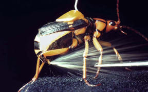 Bombardier Beetle spraying