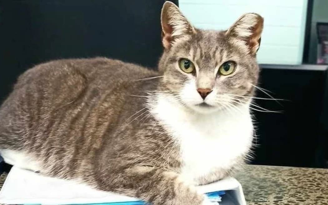 MPAL, cat threatened with removal from Auckland Council gym