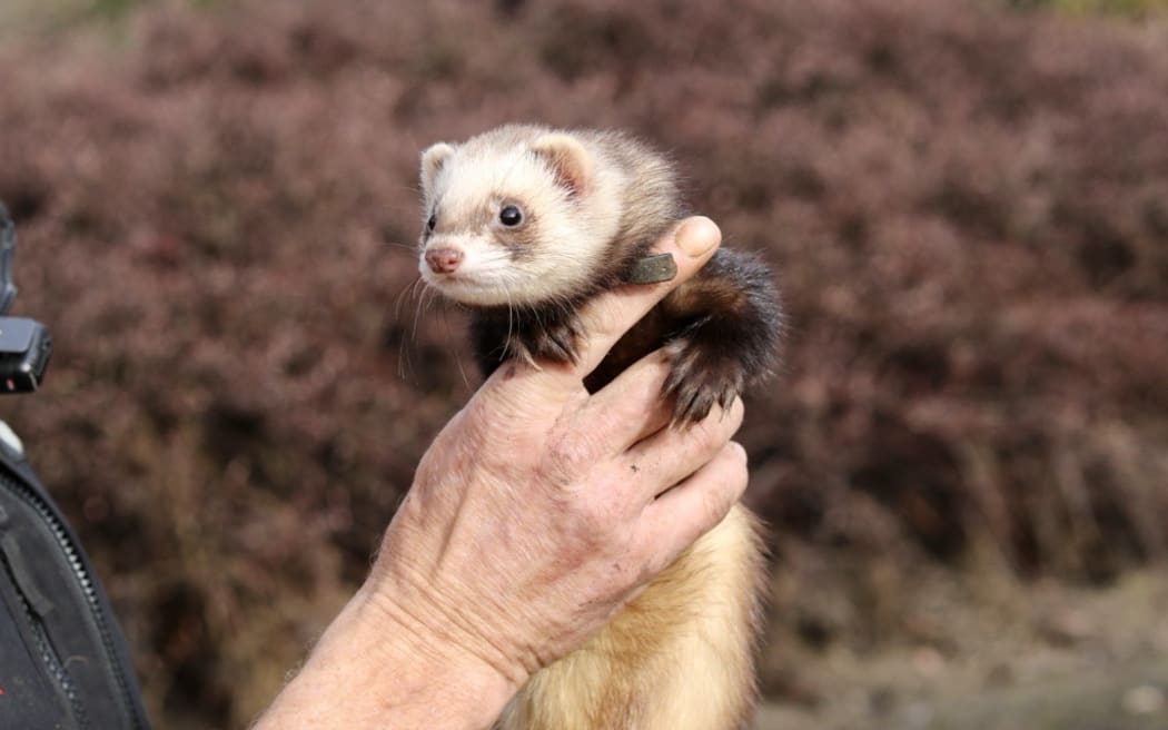 A ferret dressed in a special tracking collar, ready to be sent down a warren.