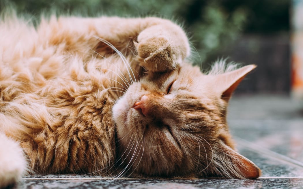 An orange fluffy cat lies on their back with their eyes shut and a paw resting on their cheek.