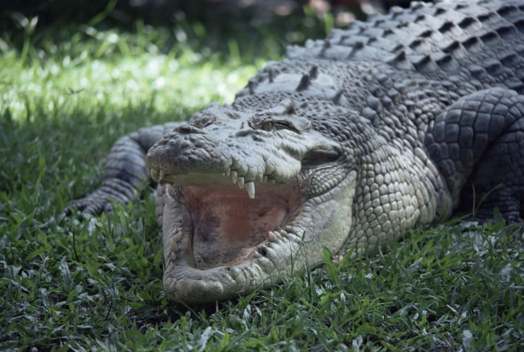 A saltwater crocodile (Crocodilus porosus), in Hartleys Creek, Queensland, Australia.