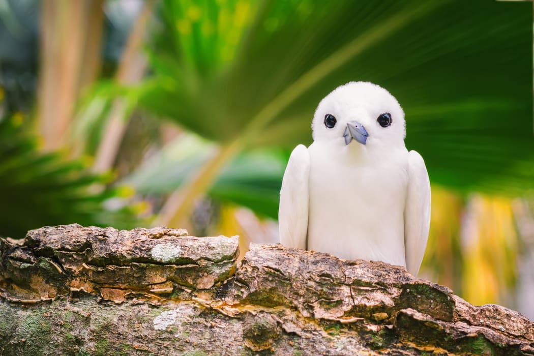 Fairy tern.