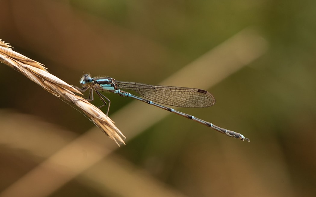 Austrolestes colensonis (Blue damselfly) at Dunedin, New Zealand