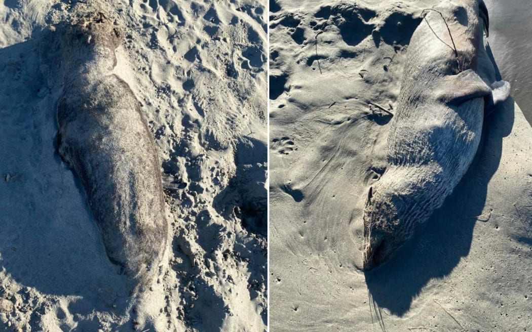 Two seals found dead in as many days has Sumner Beach locals concerned.