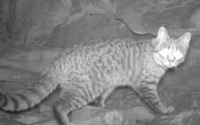 The feral cat is a wanted animal in Australia.