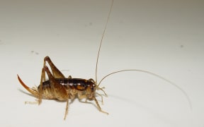 One of the newly discovered species of ground wētā – Bruce’s wētā, Hemiandrus brucei.