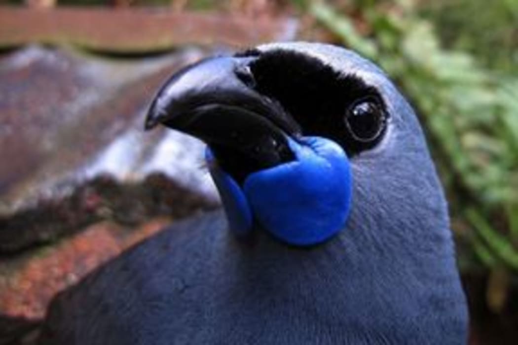 kokako