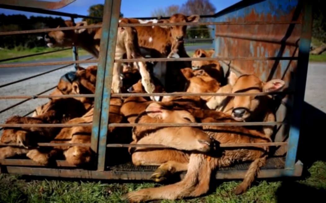 Farmwatch's hidden camera footage has drawn attention to the treatment of animals in the dairy industry.