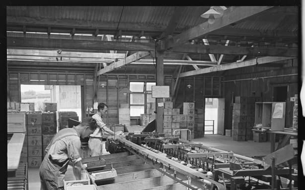 Men packing lemons inside the Kerikeri Citrus Factory.