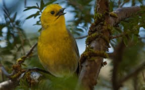 The mohua is on the endangered species list.