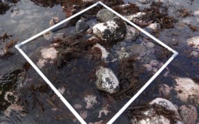 Assessing the health of reef life off the Taranaki coast.