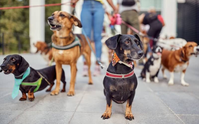 What you need to know about Auckland's new dog rules | RNZ