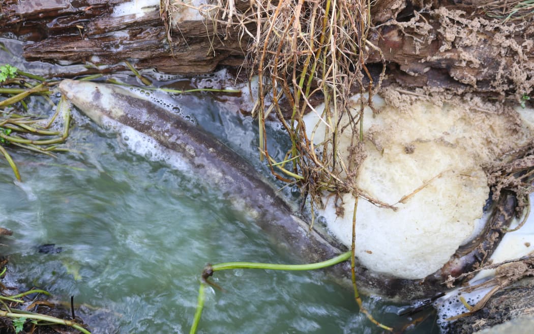 A dead eel in Lake Ōmāpere’s outflow during the 2018 algal bloom.