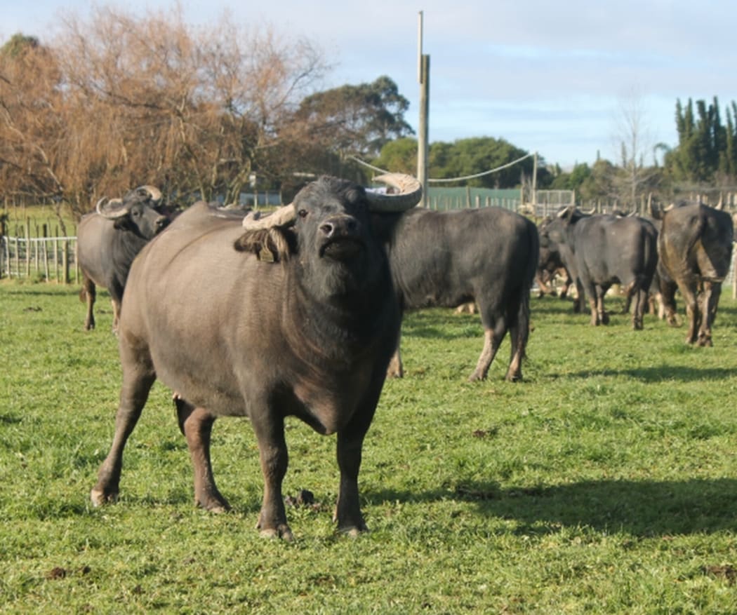 An image of a lead cow in the herd, standing with head raised, assessing a potential threat.