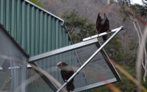 Kākā released into Abel Tasman National Park.