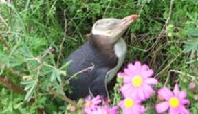 A penguin at Natures Wonders