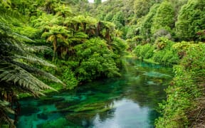 Blue Spring at Te Waihou Walkway, Hamilton, New Zealand.