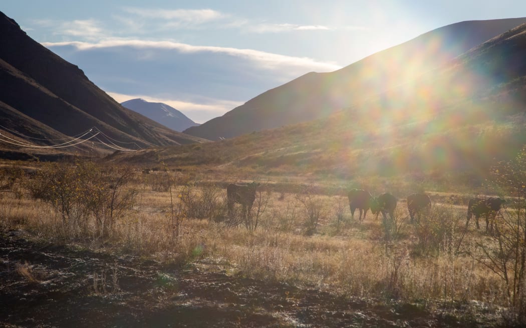Cattle at Molesworth.