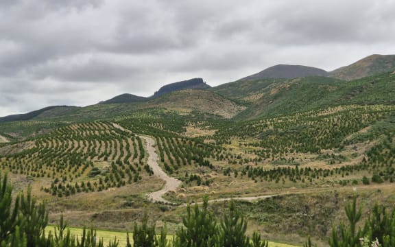 Wisp Hill Station in southern Otago was Ingka Investment's purchase in New Zealand, with the parent company of Swedish furniture giant IKEA, converting the farm to forestry.