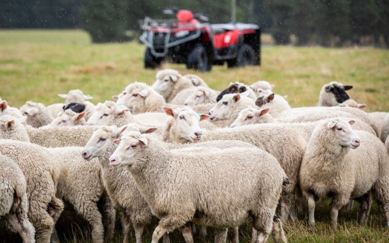 Sheep