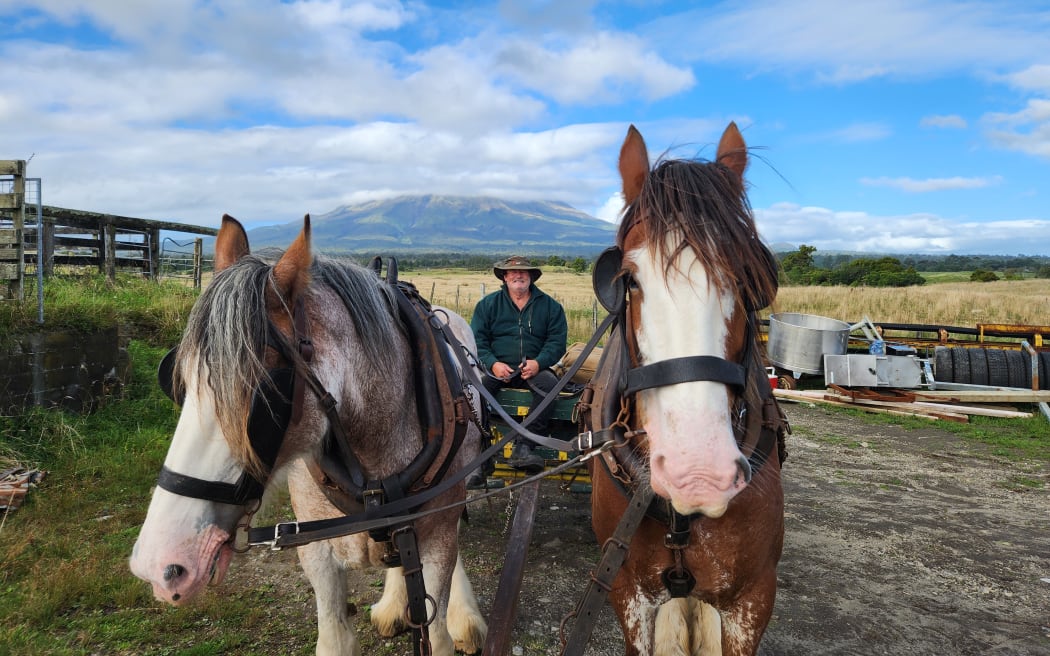 Steve Muggeridge sits on his vintage wagon hitched up to two of his Clydesdales, with Mt Taranaki in the background