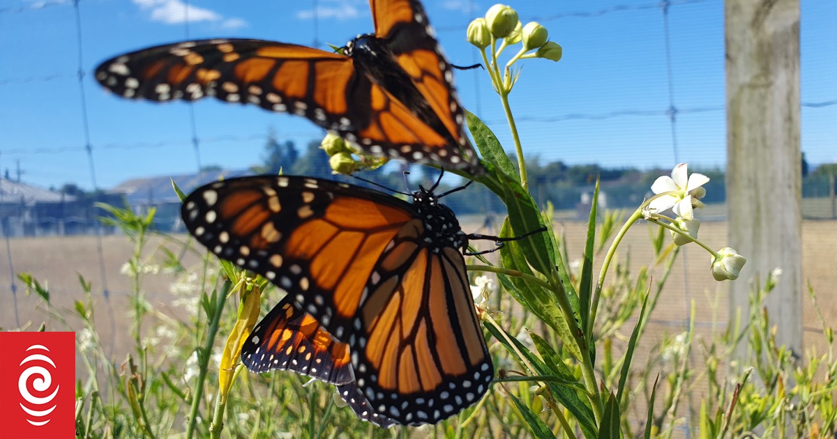 Passion unfurled at butterfly house in Hope - Vimarsana News