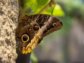 Magnificent Owl butterfly in the tropical forest. The butterfly has a shape on its wing that looks like an owl eye.