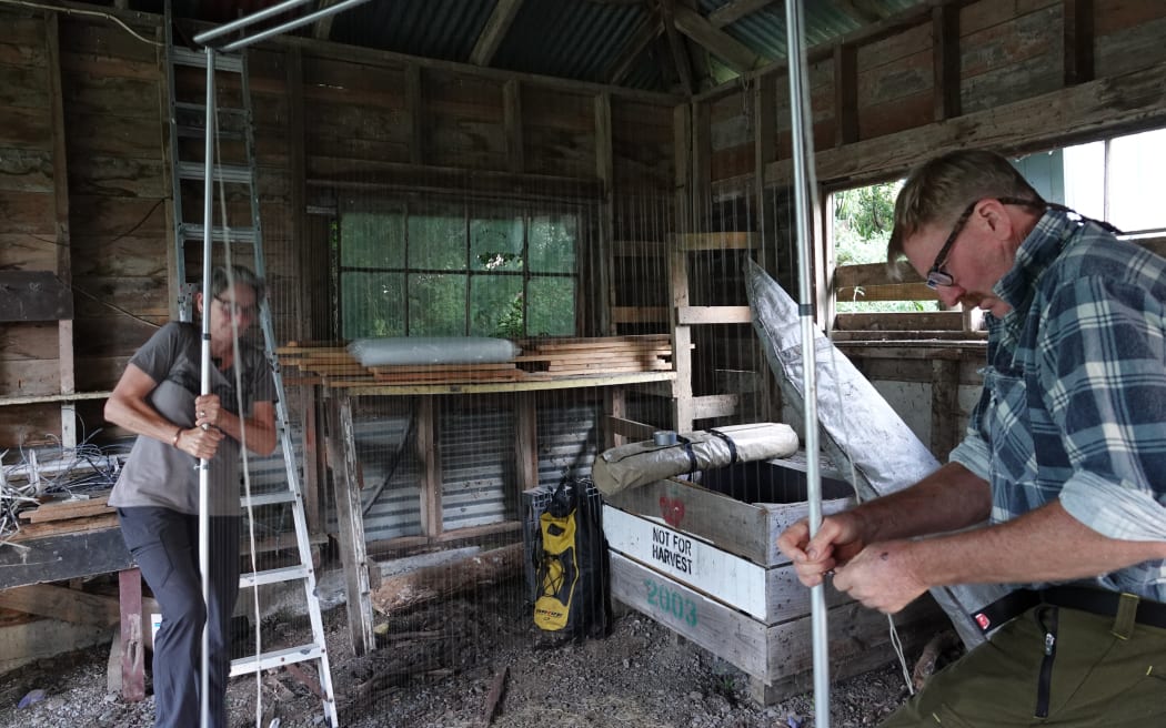 A colony of long-tailed bats have been found roosting in an unlikely spot: a farm shed roof in Central Hawke's Bay.