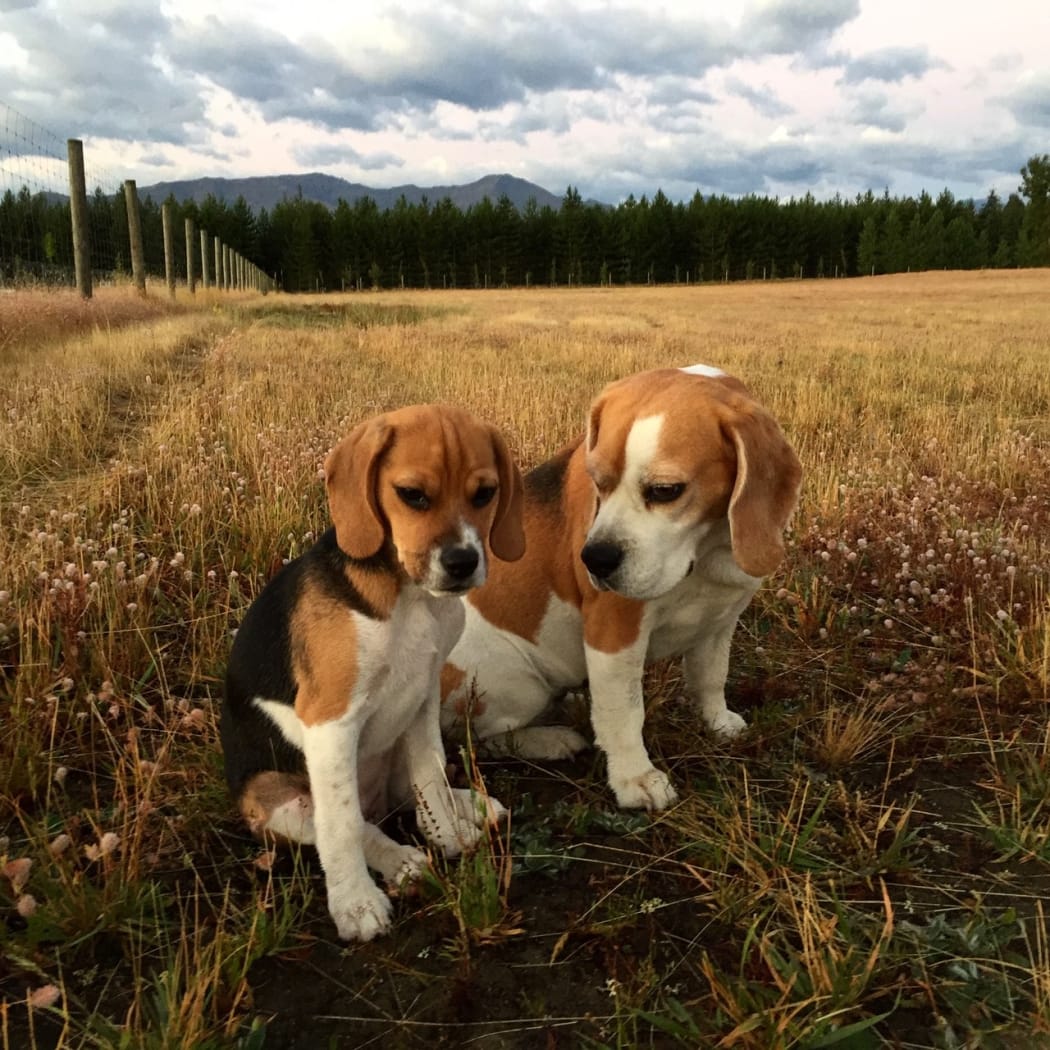 Beagle puppies trade me cheap