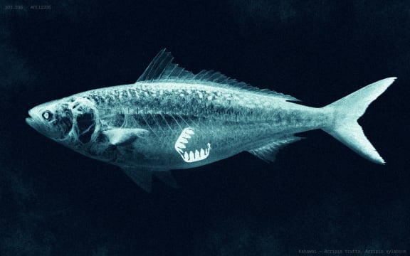 An artist's impression of an oesophagus clip inside a fish