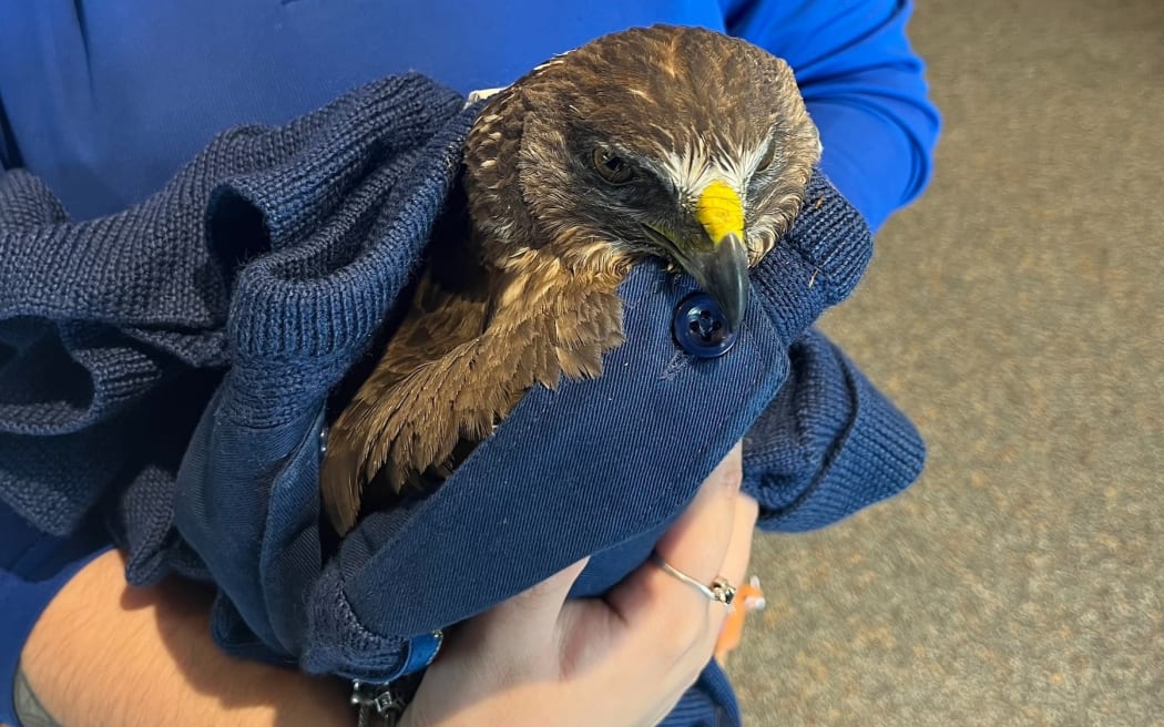 Police have rescued a falcon from a rural Waikato river after it was hit by a car.
