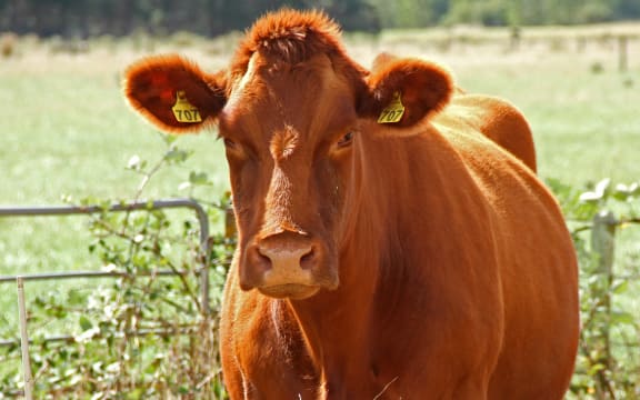 Cow just out of Feilding; Farming; rural