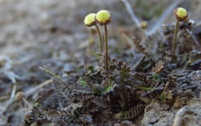The slender button daisy had not previously been seen since the 1990s.