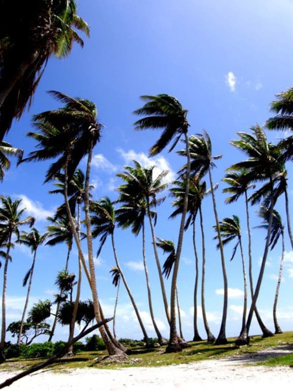 Palm trees in Kiribati
