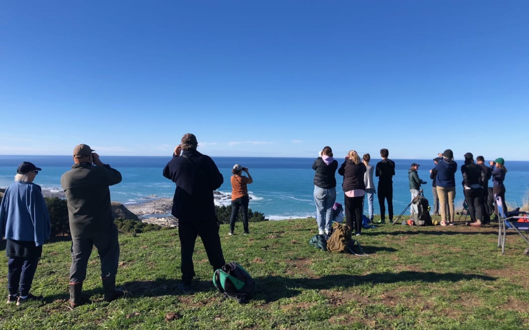 Volunteers look out for whales during the Great Kaikōura Whale Count. Photo: supplied by Kaikōura Ocean Research Institute