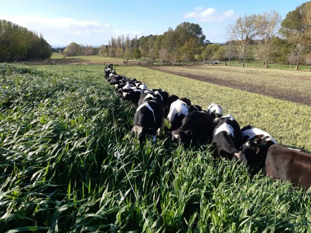 Marlow Hill, Central Hawkes Bay