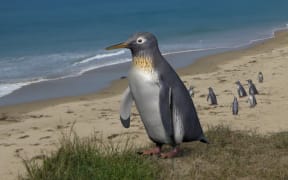 Pakudyptes Hakataramea