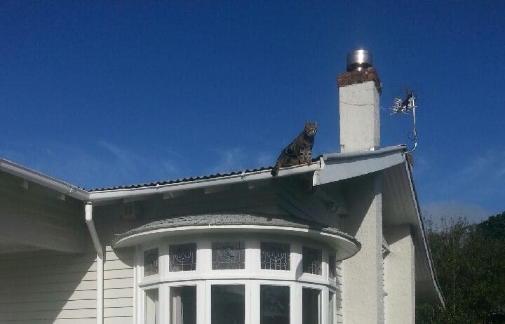 Spring on the roof where she was dive bombed by seagulls.
