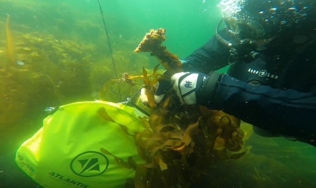 A diver removing undaria