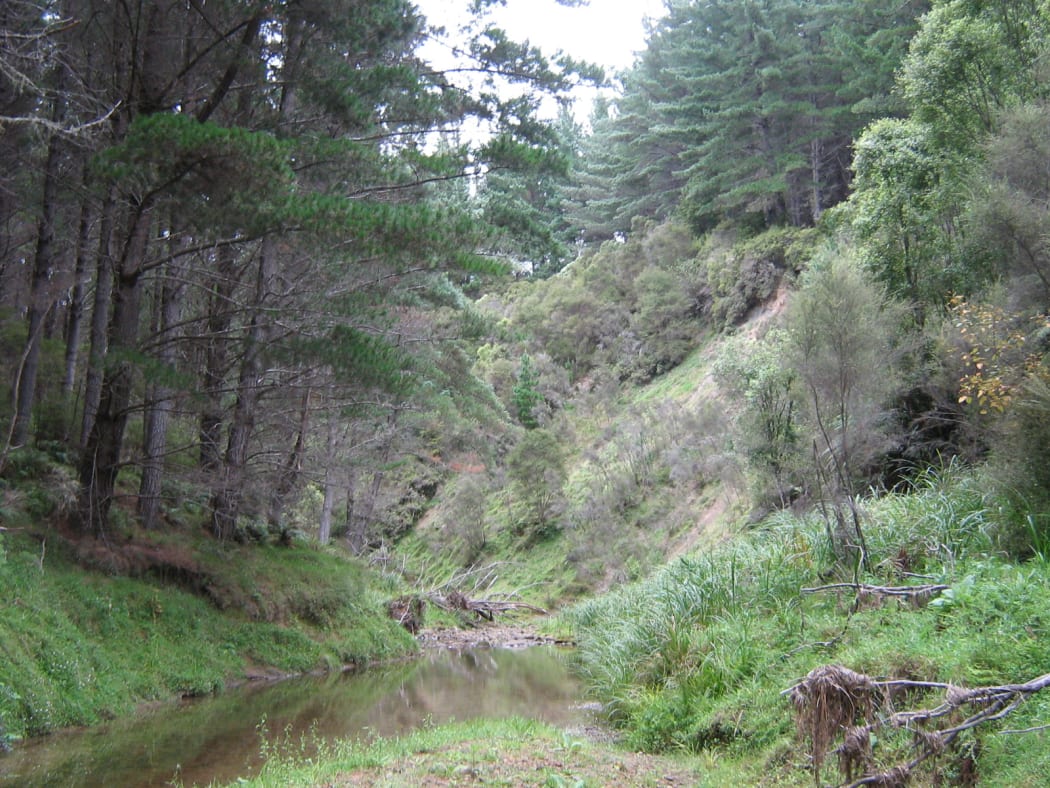 Regenerating native vegetation that will be enhanced with additional native planting. It will be permanently reserved as part of this project to further protect the waterways and riparian zones.