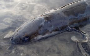 Dozens of dead or distressed eels were found at an outlet near Tauranga's Memorial Park.
