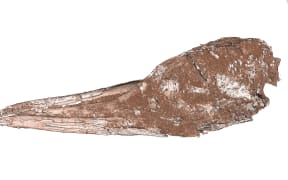 Fossil of the specimen, dubbed the Zealandian Tropicbird, or Clymenoptilon novaezealandicum.