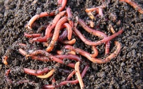 worms