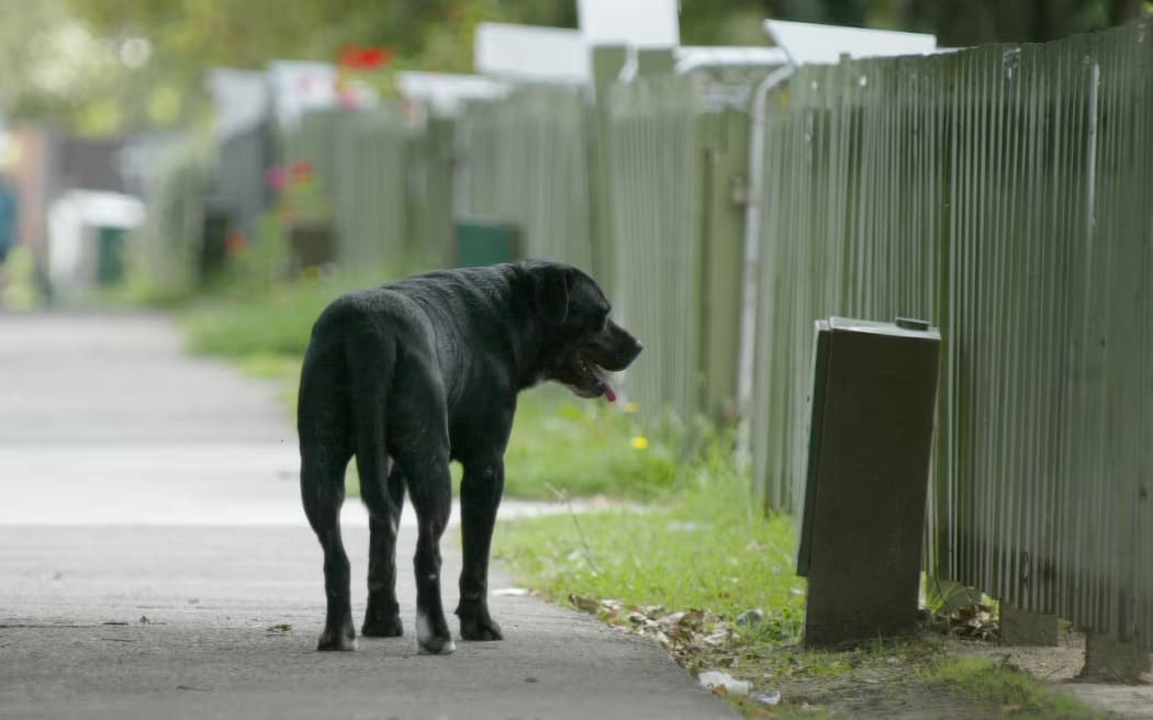 A Kāinga Ora tenant has been evicted from his home after repeatedly becoming aggressive and yelling "f*** you" at staff when he was told to remove his dogs from the property.
